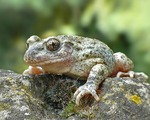 110606_gloegglifrosch_1024_1.jpg - Glögglifrosch